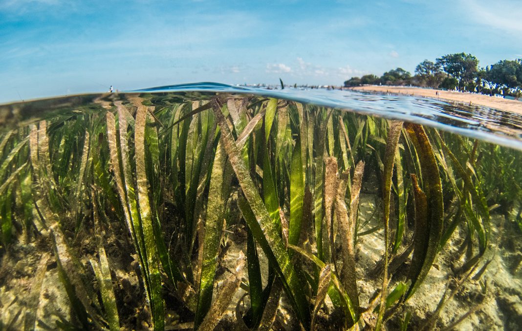 Posidonia australis la planta más grande del mundo Junior Report