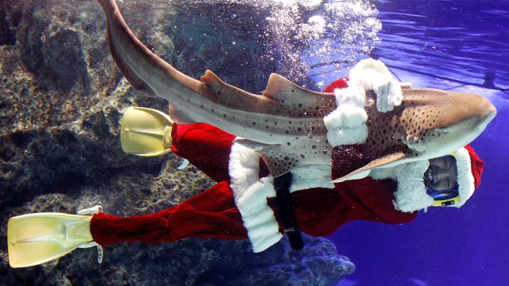 Un bus vestit de Pare Noel neda entre els peixos de l'Aquari de Tòquio (Japó). (EFE)