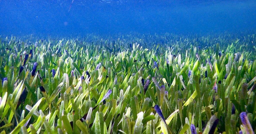 Posidonia
