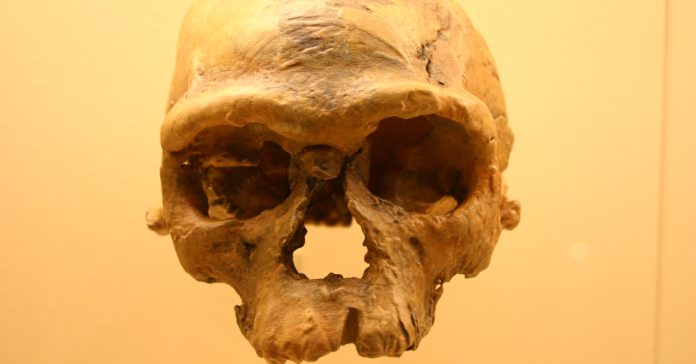 Crani d'homo sapiens trobat al jaciment de Jebel Irhoud Ryan Somma Wikipedia