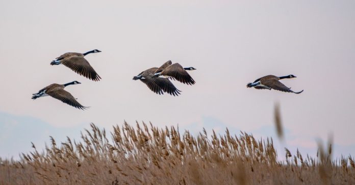 Les aus migratòries són unes de les espècies més castigades pel canvi climàtic. (wirestock / Freepik)