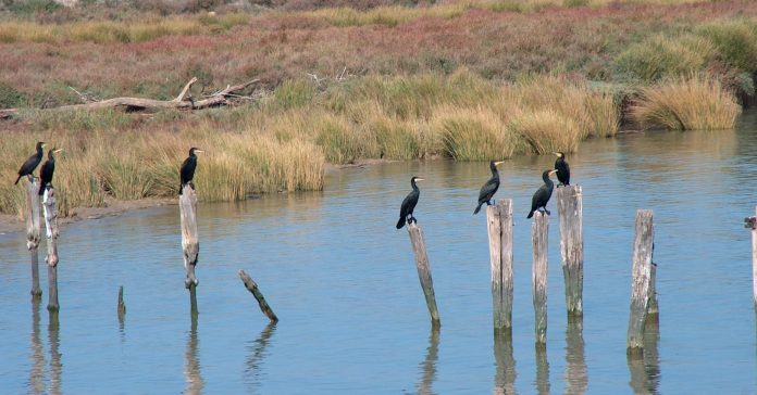 El ecosistema de Doñana, la mayor reserva ecológica de Europa, está en peligro por el cambio climático (Alexwing/WikiCommons)