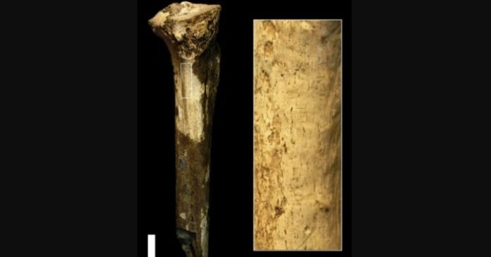 Imagen procedente del estudio Early Pleistocene cut marked hominin fossil from Koobi Fora, Kenya publicado en Scientific Report