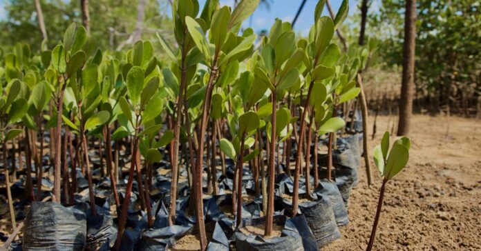 En el año 2017 ya se realizó en Kenia una plantación masiva de árboles. En la foto, unos manglares listos para ser plantados (Flickr/ GRID Arendal)