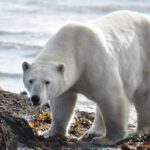 Los osos polares están perdiendo entre el 4% y el 11% de su masa corporal (Jason Hillier/ Unsplash)