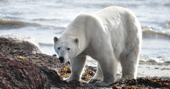 Los osos polares están perdiendo entre el 4% y el 11% de su masa corporal (Jason Hillier/ Unsplash)