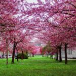 La primavera se relaciona con la vitalidad, el optimismo y el florecimiento (Pexels Jan Krnc)