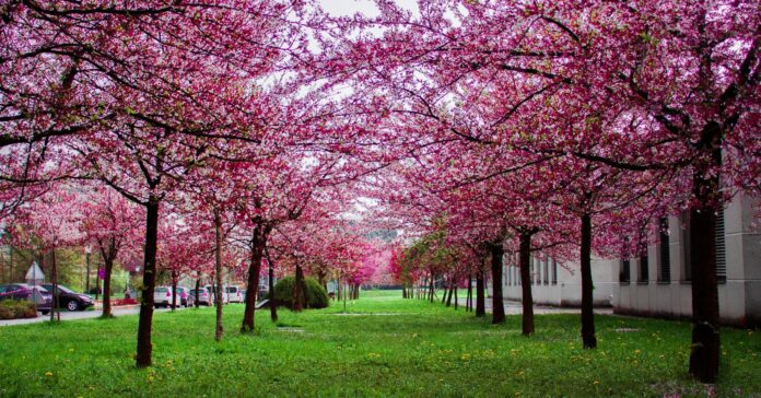 La primavera se relaciona con la vitalidad, el optimismo y el florecimiento (Pexels Jan Krnc)