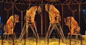 La presencia de tigres y otros animales en el circo ha quedado definitivamente prohibida (DirkJan Ranzijn/Flickr)