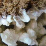 Pachyseris rugosa, afectada por blanqueo de coral. Isla Lizard, Australia (Ryan McMinds/Wikicommons)