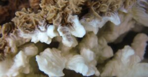 Pachyseris rugosa, afectada por blanqueo de coral. Isla Lizard, Australia (Ryan McMinds/Wikicommons)