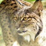 Ejemplar de lince ibérico ( AR ® Escuela Superior de Medio Ambiente)