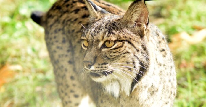 Ejemplar de lince ibérico ( AR ® Escuela Superior de Medio Ambiente)