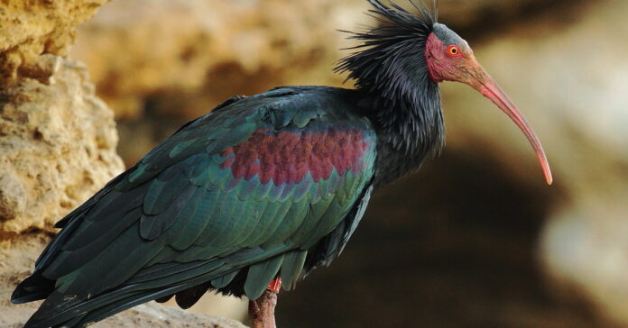 Ejemplar de Ibis eremita, una especie en riesgo de extinción Agustín Povedano Flickr