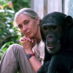Las investigaciones de Jane Goodall permitieron descubrir que los chimpancés pueden fabricar herramientas y utilizarlas como los humanos/Michael Neugebauer-Jane Goodall Institute