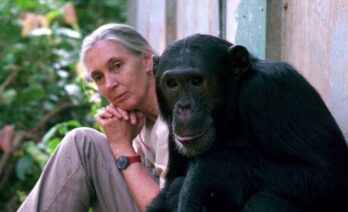 Las investigaciones de Jane Goodall permitieron descubrir que los chimpancés pueden fabricar herramientas y utilizarlas como los humanos/Michael Neugebauer-Jane Goodall Institute