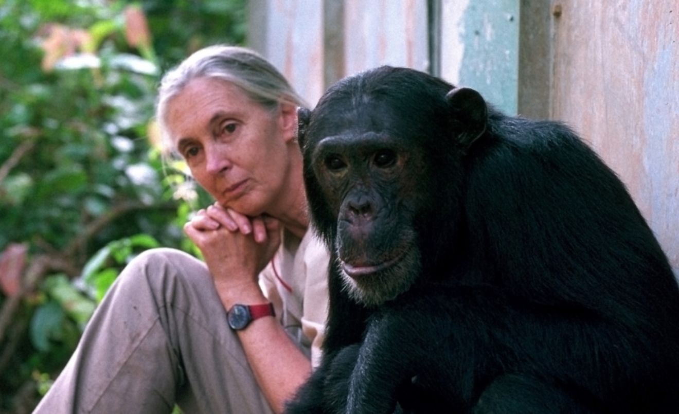 Las investigaciones de Jane Goodall permitieron descubrir que los chimpancés pueden fabricar herramientas y utilizarlas como los humanos/Michael Neugebauer-Jane Goodall Institute