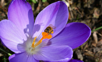 Els insectes són els responsables de 