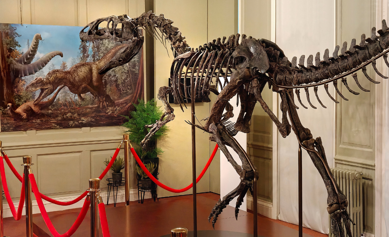 El dinosaure es pot veure al Hollytrees Museum de Colchester, al Regne Unit. (Rodger Tamblyn / Servei oficial de turisme de l’àrea de l’Ajuntament de Colchester)