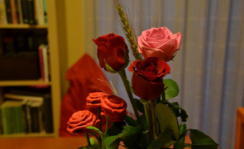 Rosa de Sant Jordi (Pedro Cambra/Wikimedia Commons)